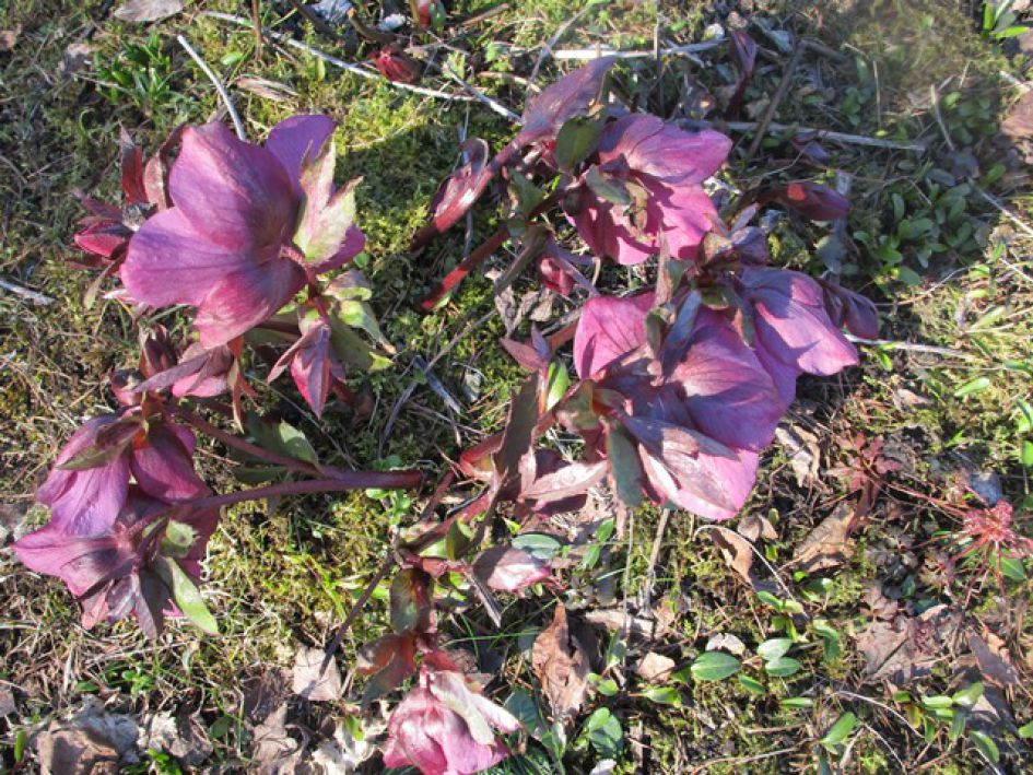 Paarse Helleborus